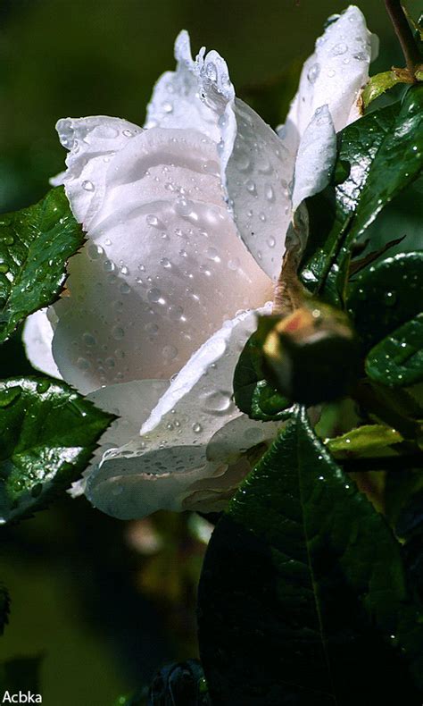 A White Flower With Water Droplets On It