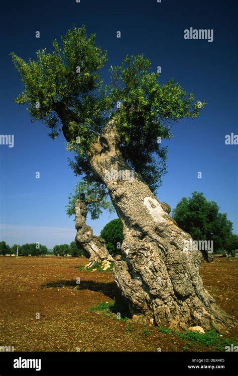 Ancient Italian Olive Tree In Puglia Apulia Stock Photo Alamy