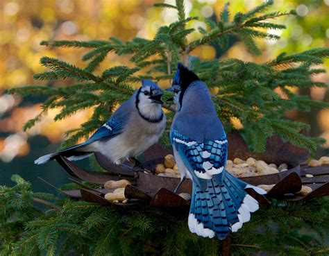 Bluejay Duel Birds And Blooms