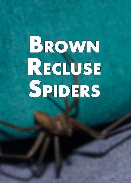 Brown Recluse Spider Facts Brown Recluse Brown Recluse Spider