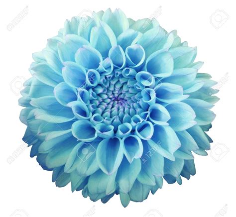 Turquoise Dahlia Flower White Background Isolated With Clipping