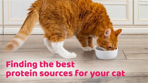 Finding The Best Protein Sources For Your Cat By Purr Fect Medium
