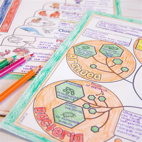 Biology Doodle Diagram And Interactive Diagram Sets Store Science