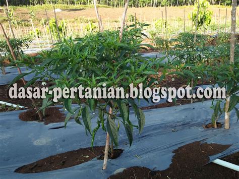 Karena jika lahan pertanian yang kita tanami memiliki tingkat kesuburan tinggi, maka dapat dipastikan keberhasilan budidaya akan ada didepan mata. Beberapa Faktor Yang Menyebabkan Tanaman Cabai Tidak ...