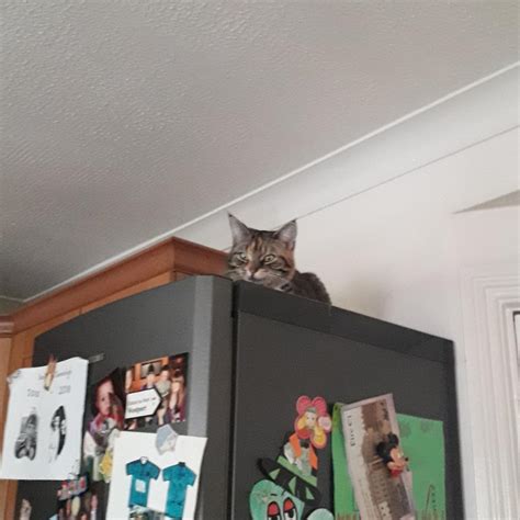 She Sits On Top Of The Fridge For Most Of The Day Rcats