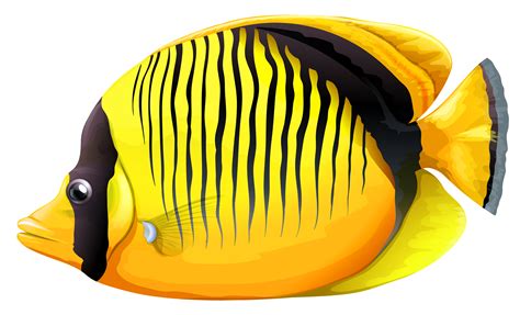 When killed, butterflies drop butterfly wings (98% chance) or butter (2% chance).butterfly wings can be eaten to restore. Butterflyfish clipart 20 free Cliparts | Download images ...