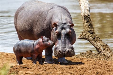 15 Hippopotamus Facts Fact Animal
