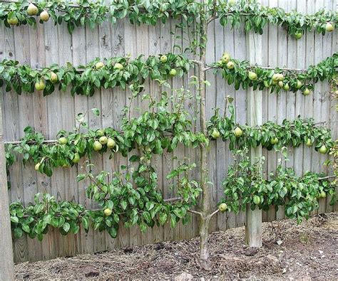 Pear Espalier Fruit Trees Garden Elements Fruit Trees