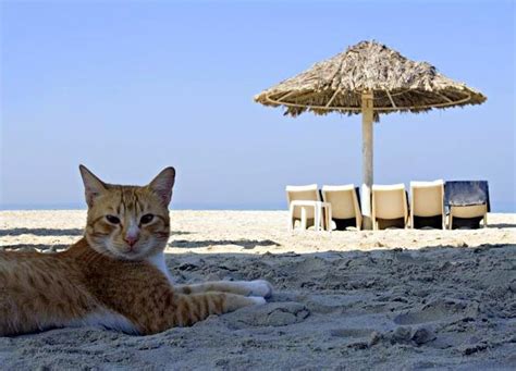 The Beach Cat I Purr Too When Im Near The Beach Cats Meow Tabby Cat