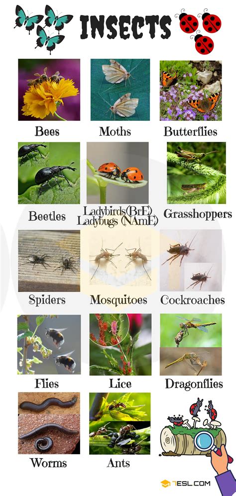 100 Names Of Insects List Of Insects In English With Pictures • 7esl