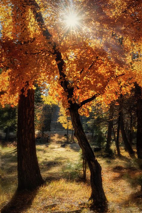 Autumn Maple Glow Photograph By Saija Lehtonen Fine Art America