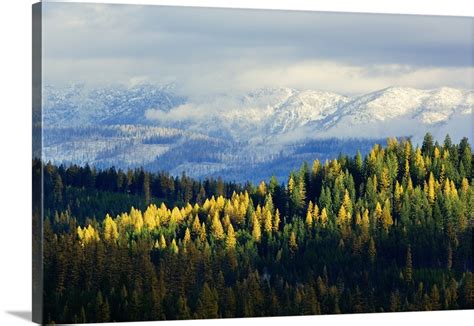 High Angle View Of Autumn Color Larch Trees In Pine Tree Forest