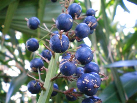 The black mulberry and the red mulberry, native to southwest asia and eastern north america. blue berry ginger, found in coastal rainforests in eastern ...