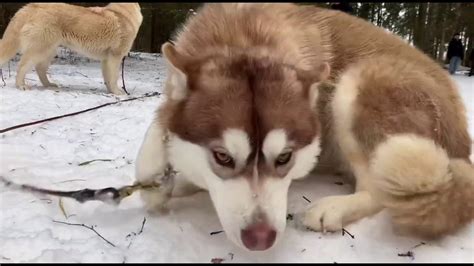Moscow Husky Dog Sledding Red Square Youtube