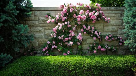 Pink Roses On A Stone Fence Wallpaper Photography Wallpapers 33267