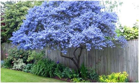 They provide steady growth and literally plug the gaps. 28+ Best Collection Good Trees For Privacy | Small gardens ...