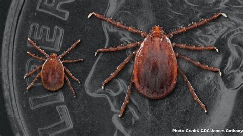 Ticks And Disease In Kentucky Entomology