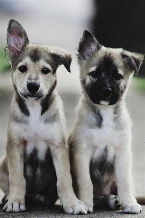Weitere ideen zu süße hunde, hunde, tiere. Hunde Welpen … | Süße tiere, Tiere hund, Hunde