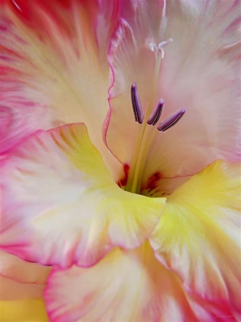 Glorious Gladiola Flower Photograph By Jennie Marie Schell Pixels