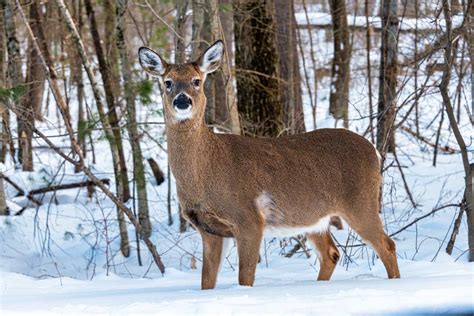 Unveiling Whitetail Deer Height And Best Wildlife Conservation Facts