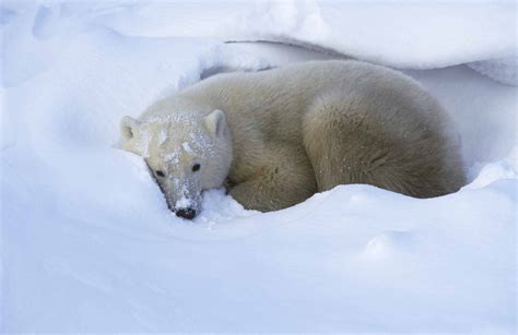 Polar Bear The Canadian Encyclopedia