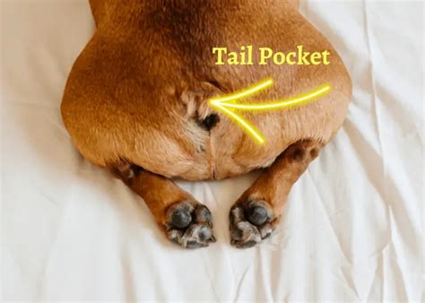 The Mysterious French Bulldog Tail Natural Or Just Docked