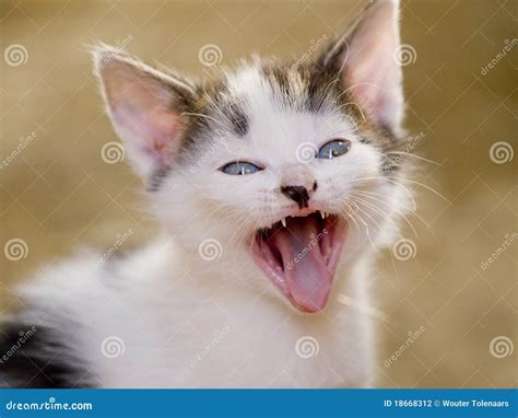 Cute Yawning Kitten Stock Photography Image 18668312