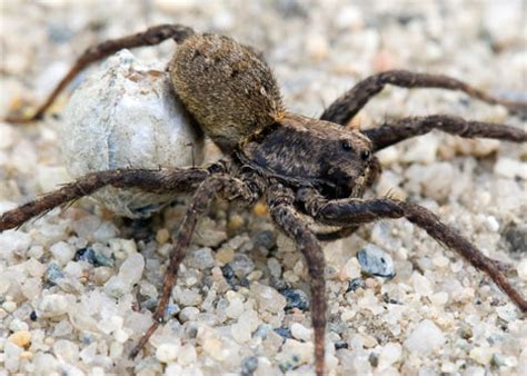 The male locates a female by detecting pheromones, but he. Wolf Spider, Pardosa sp.