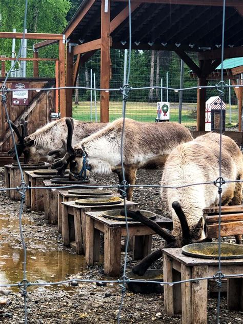 Share your recommended activities below. The 15 BEST things to do in Fairbanks, Alaska this winter ...