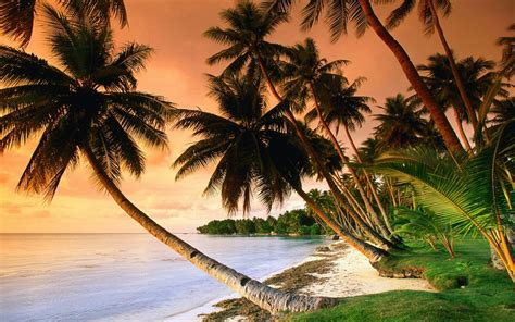 Wallpaper Sunlight Sunset Sea Nature Beach Coast Palm Trees