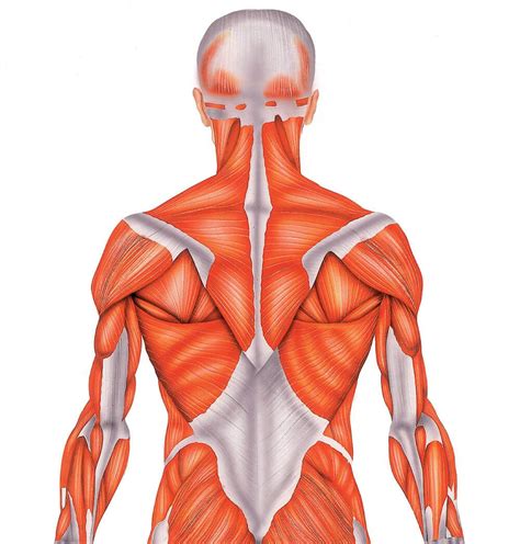 Dibujo De Los Musculos Del Cuerpo Humano Para Ni 241 Os Recursos Tic Para Aprender El Cuerpo