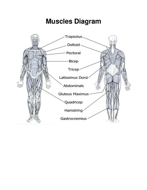 Muscle Diagrams