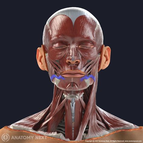 Risorius Encyclopedia Anatomyapp Learn Anatomy 3d Models