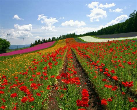 Hokkaido Japan Day Lilies Hd Nature Wallpapers Landscape