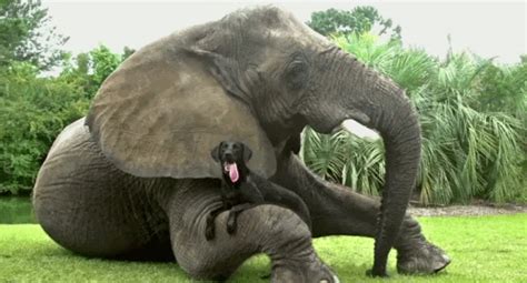 Couple Good Morning  Amazing Animated Elephant 