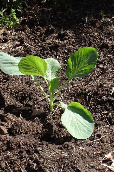 Growing Cabbage Bonnie Plants