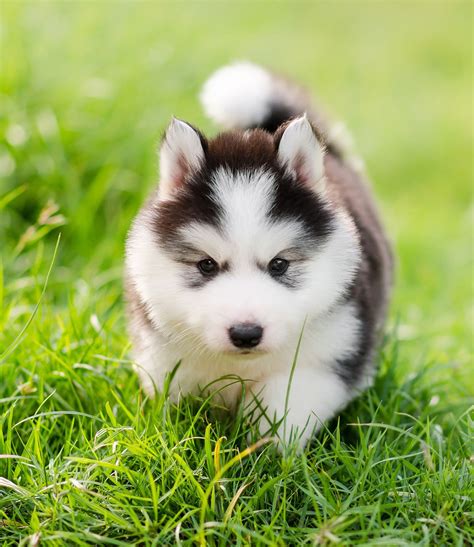 The Siberian Husky Dog Breed Information Center Cute Husky Puppies