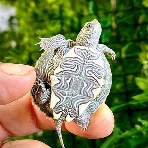 Turtles That Stay Small How About The Mississippi Map Turtle The Turtle Source