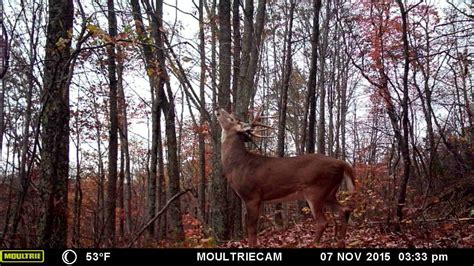 Big Buck Works Mock Scrape In Kentucky M 880 Gen2 Game Camera Hd