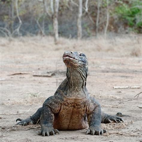 Existente há centenas de séculos, este réptil já vivia na terra muito antes do surgimento do homem. The Paranormalistics: Cryptid Creatures
