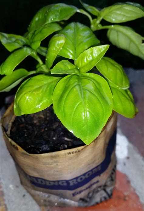 Growing Basil From Seed