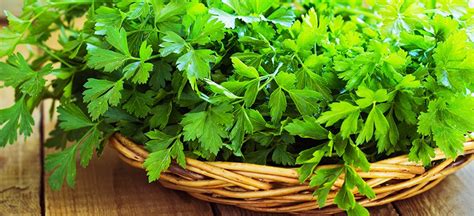 Parsley Benefits Nutrition Facts Uses And Recipes Dr Axe