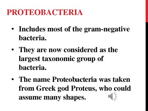 Solution Gram Negative Bacteria Studypool