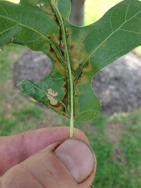 Vein Pocket Galls On Oak Trees Soils Alive