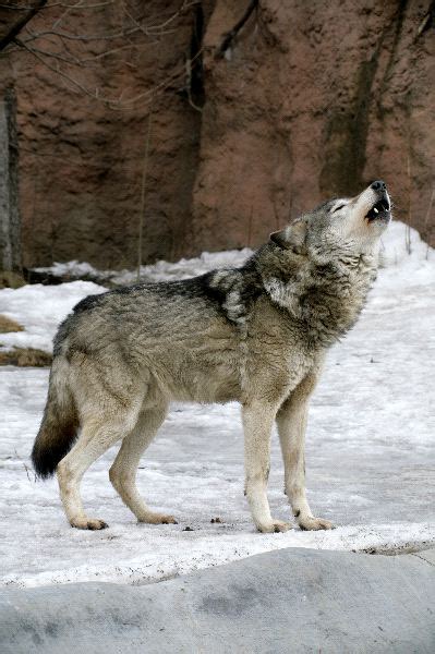 Russian Siberian Wolf Howling Wolf Facts And Information