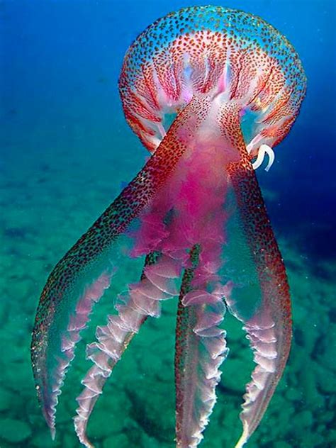 Loading Beautiful Sea Creatures Ocean Life Deep Sea Creatures