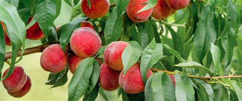 Pêche Nectarine Production Culture Botanique Interfel Les