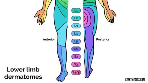 Dermatomes And Myotomes Sensation Anatomy Geeky Medics Dermatomes Chart And Map