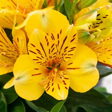 Yellow Alstroemeria Plants For Sale Online Rio Inca Easy To Grow Bulbs
