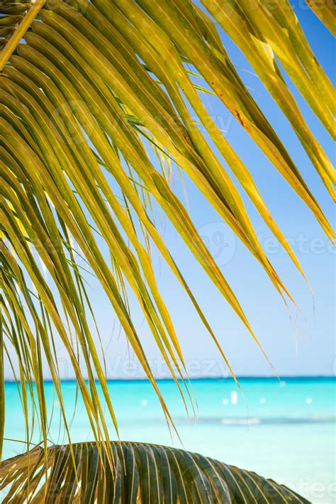 Tropical White Sand Beach With Coconut Palm Trees 1183768 Stock Photo